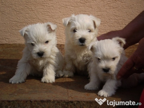 Caini West Highland White Terrier Westie Bucuresti Brasov 300