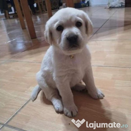 Catelusi Labrador Retriever 250 Eur Lajumate Ro