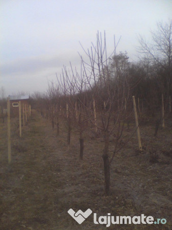 Taieri Pomi Fructiferi 5 Lei Lajumate Ro