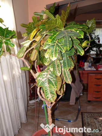 Croton Cu Coroana Planta Ornamentala De Interior 200 Lei