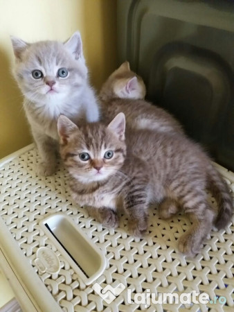 British Shorthair Brown Shaded Tabby Chinchilla 1 200 Lei