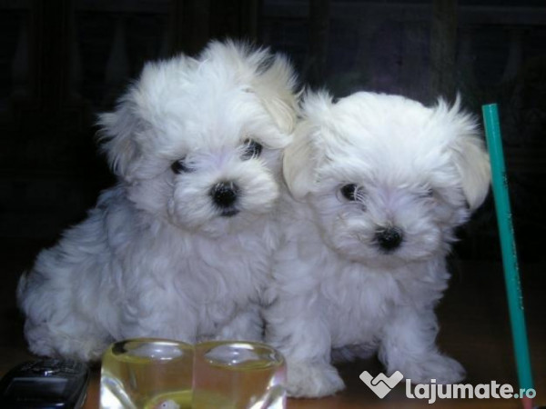 Bichon Maltez Alb Imaculat Talie Mini Toy 900 Lei Lajumate Ro