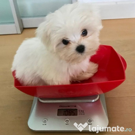 Bichon Maltese Mini Toy 1 199 Lei Lajumate Ro