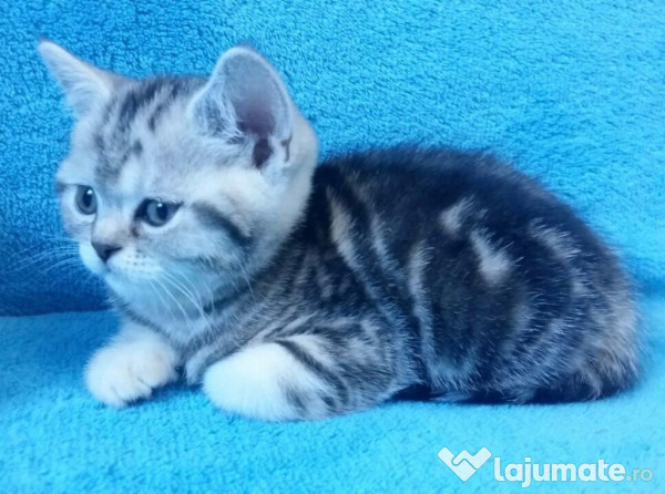 British shorthair bucuresti