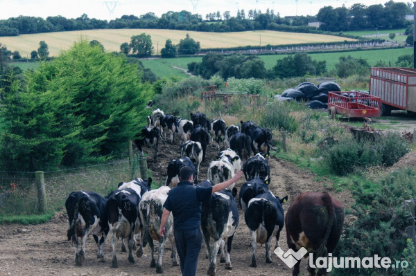 Lucratori Ferme Vaci Si Porci In Irlanda Si Uk Lajumate Ro