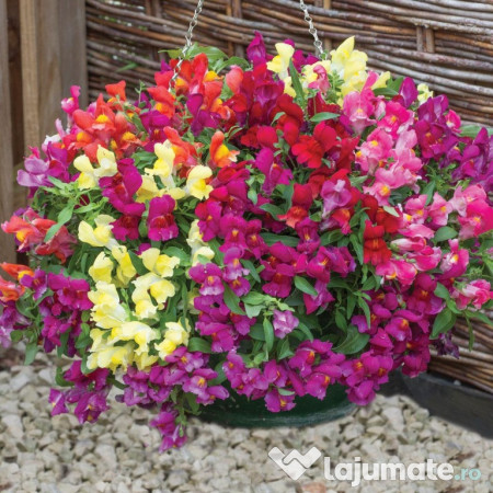 120 Seminte Gura Leului Curgatoare Antirrhinum Majus Mix 15 Lei