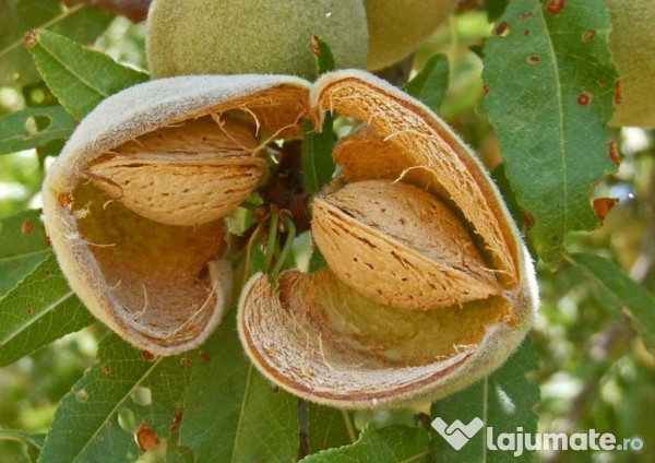 Migdal Prunus Amygdaloides 7 Lei Lajumate Ro