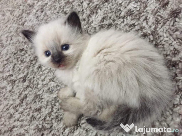 ragdoll vanzare for Sale OFF 66%