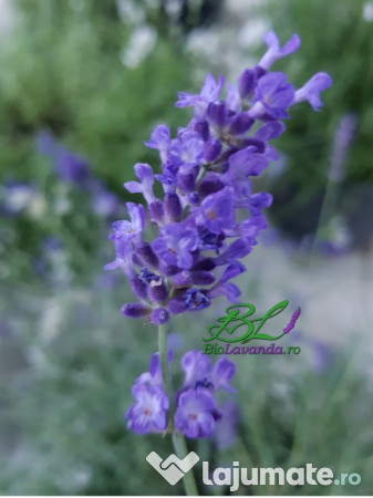 Butasi Lavanda Angustifolia Soiul Hidcote Blue 2 Lei Lajumate Ro