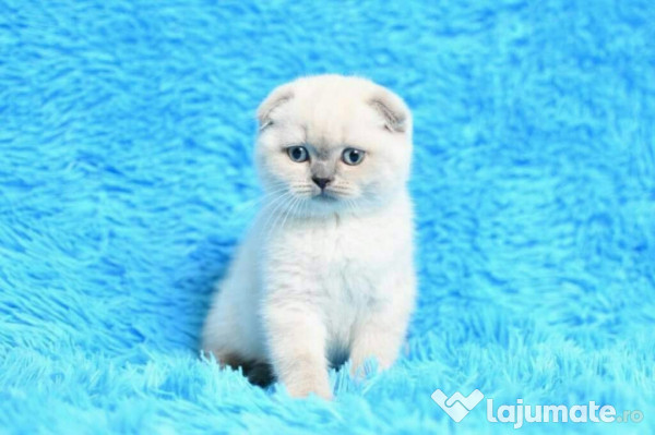 Pisici Scottish Fold Blue Point Super Preț Rasă Pură 1 200 Lei