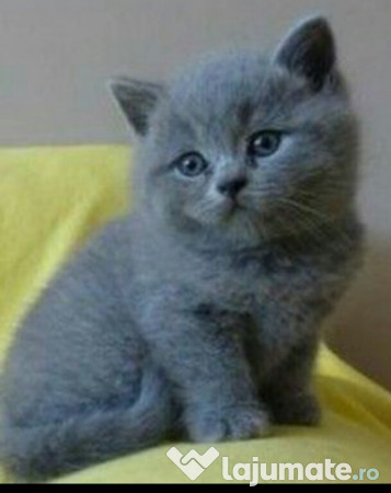 Pisici British Shorthair Scottish Fold Blue 1 200 Lei Lajumate Ro