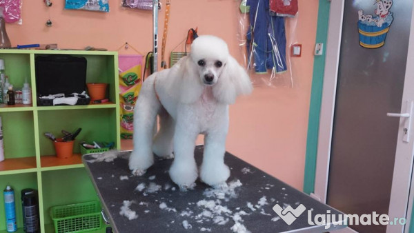 Angajam Ajutor Pt Salon Frizerie Canina 1200 Ron Lajumatero