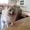 bogdan