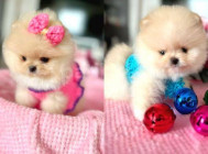 Pomeranian mini toy boo