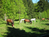 Cautam instructor echitatie/dresor pentru cai si ingrijitori