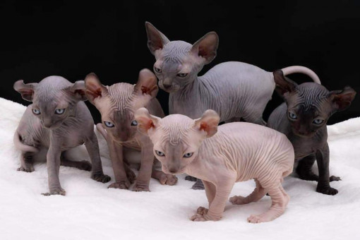 Victoria-Sphynx-Cattery