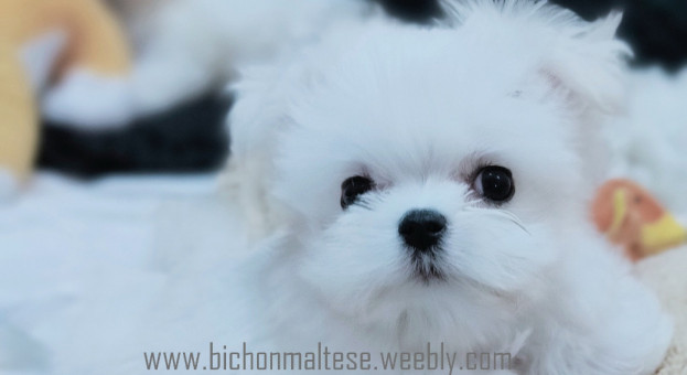 bichon maltese