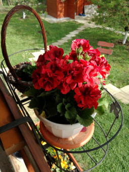 Cosmineanu  Gheorghe